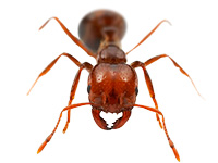 Pragas urbanas Pragas Urbanas